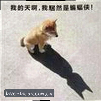张磊